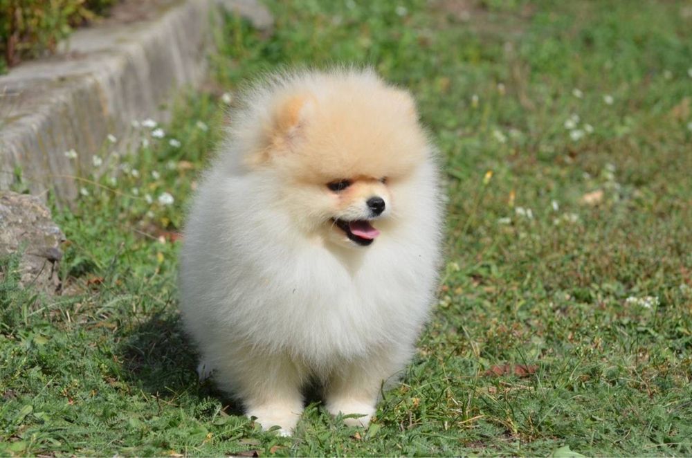 Ксу дівчинка з розпоідника