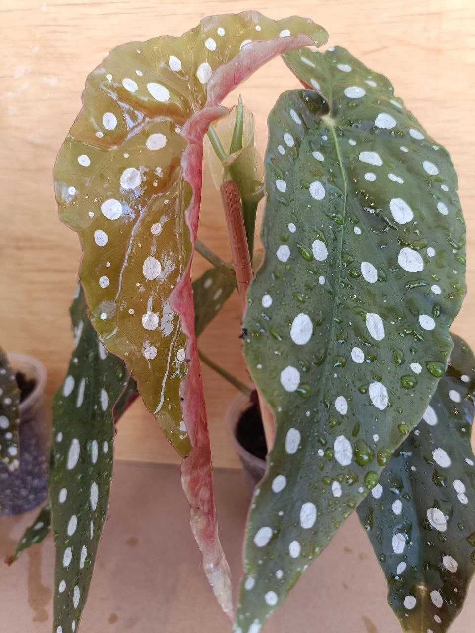 Бегонія макулата Begonia maculata
