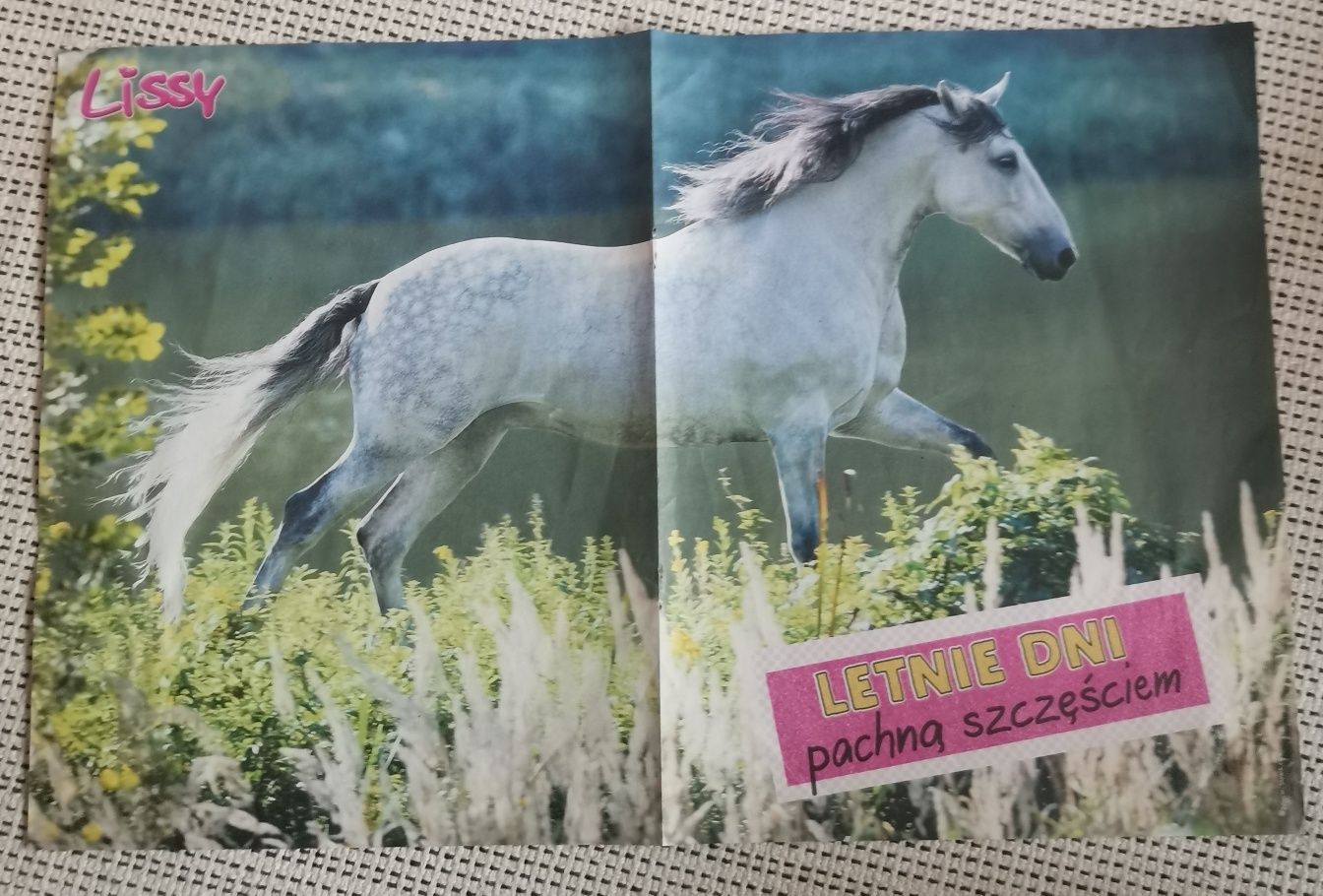 Plakat z koniem koń obrazek konie obrazek