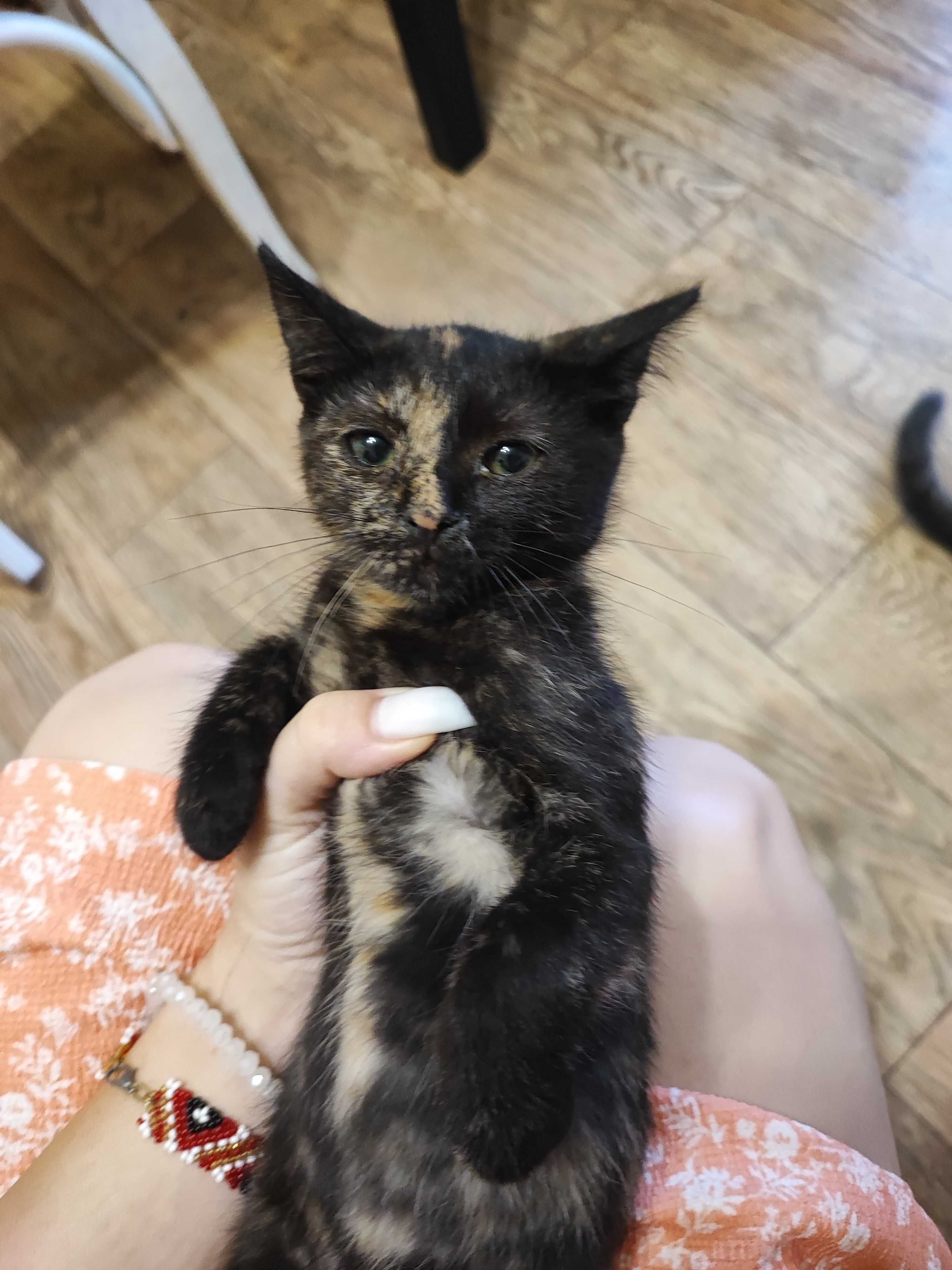 Котики безкоштовно