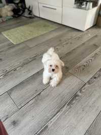 Maltipoo F1 piesek