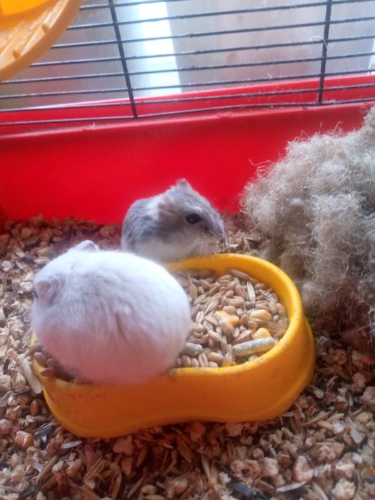 Джунгарик Кременчуг