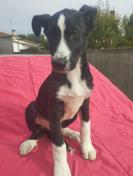 Pastor para adoção muito responsável