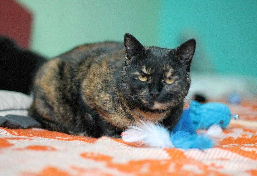 Piękna,  ok 3 letnia kotka szylkretka do adopcji