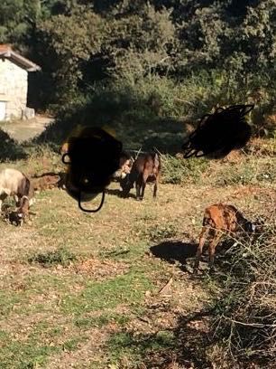 Vende se 3 Cabras prenhas