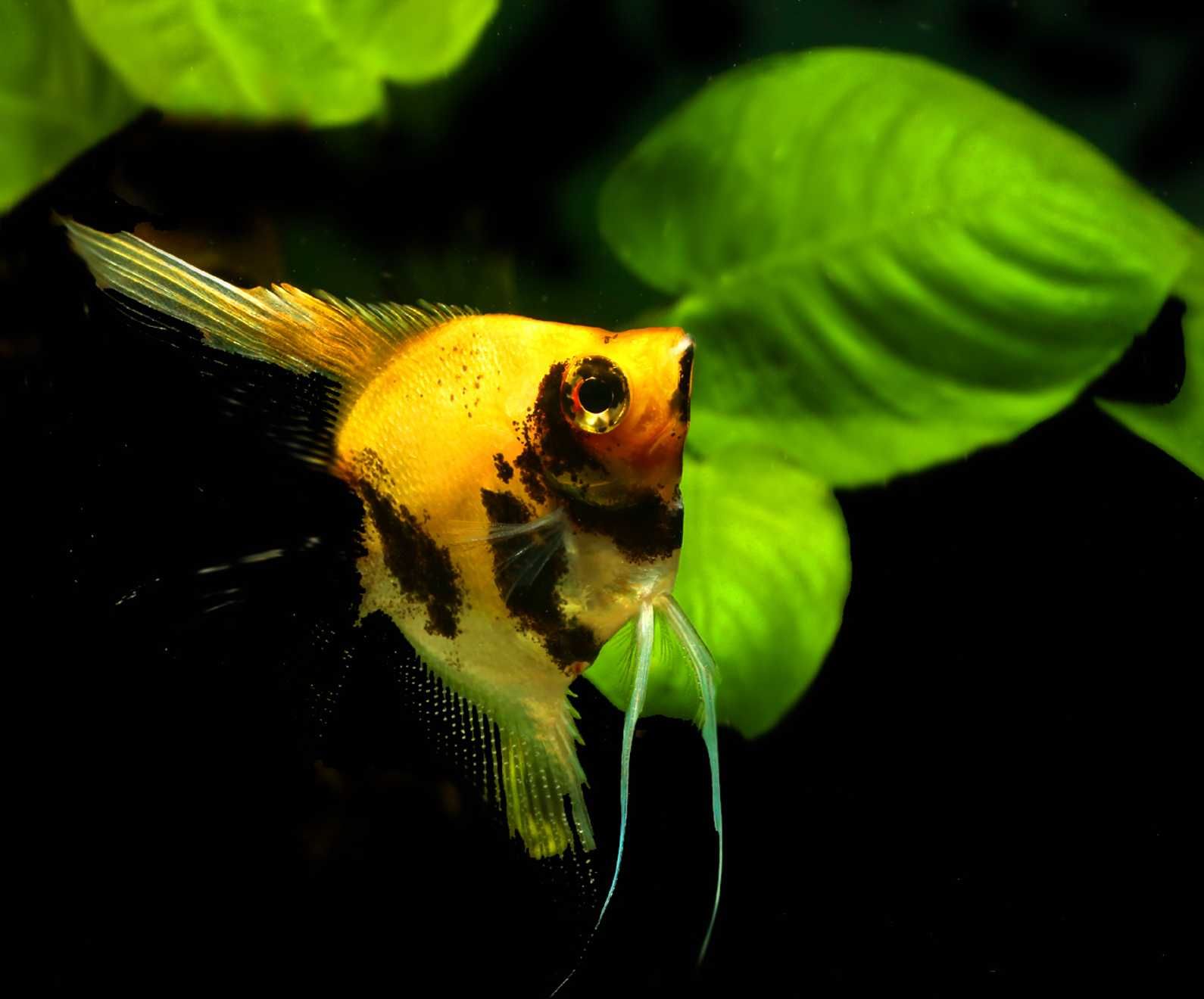 Żaglowiec skalar odmiana KOI - Pterophyllum - DOWOZIMY, WYSYŁAMY