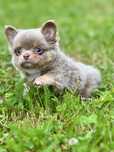 ***Chihuahua lilak tricolor piękny dlugowłosy chłopczyk***