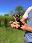 CHIHUAHUA maleńki chłopczyk cudowny gotowy do odbioru