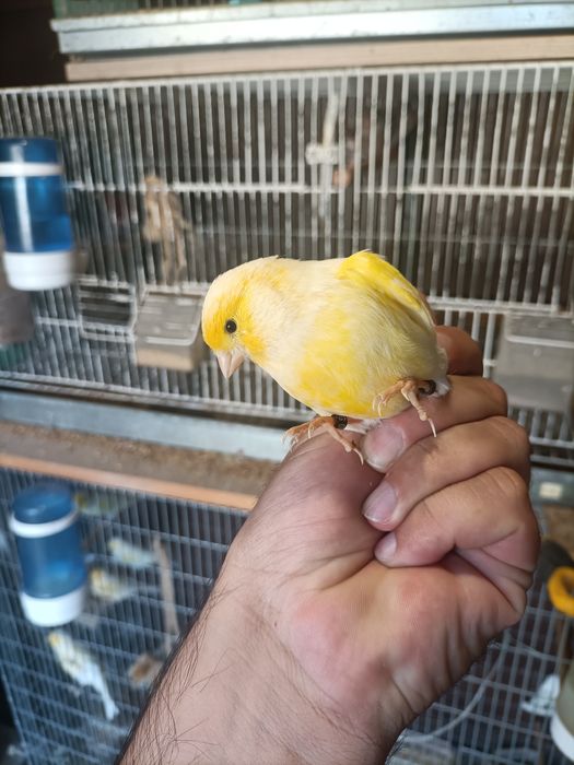 Canários várias raças