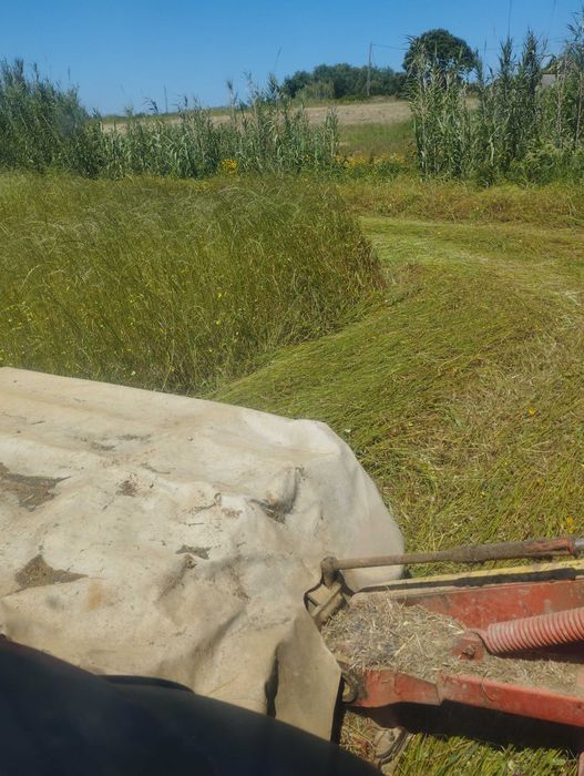 Vendo Feno de azevem