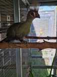 Femea turaco persa 2025