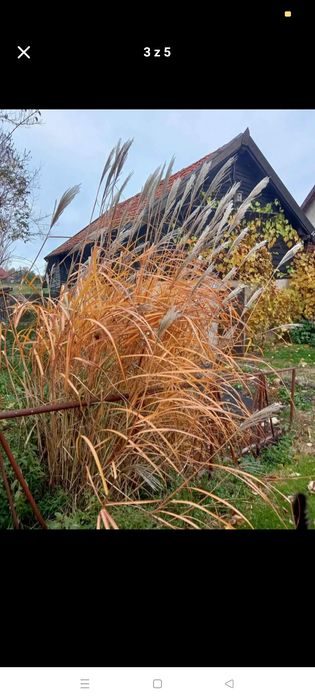 Miskant chiński trawy ozdobne sprzedam lub wymienię