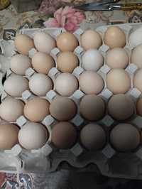 Домашні яйця 5 грн