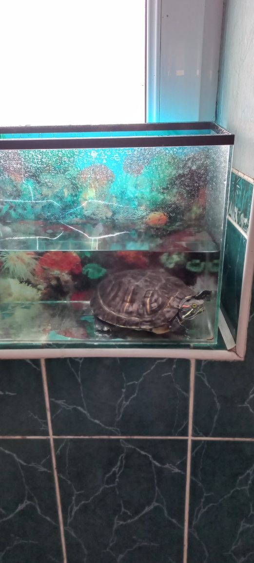 Большая красноухая черепаха