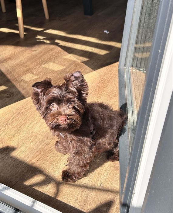 York Terrier czekoladowy