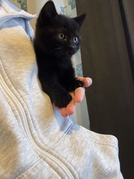 Кошенята котики 8 тижнів