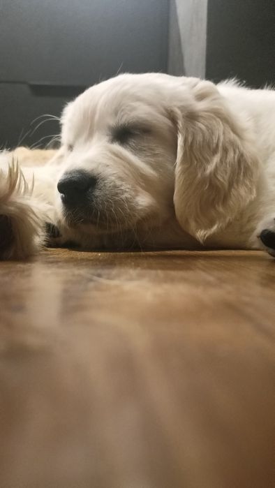 Golden Retriever DENIS pod choinkę