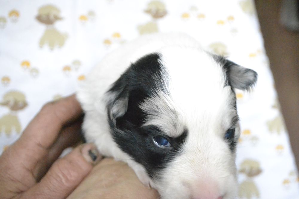 Цуценята Бордер Колли КСУ