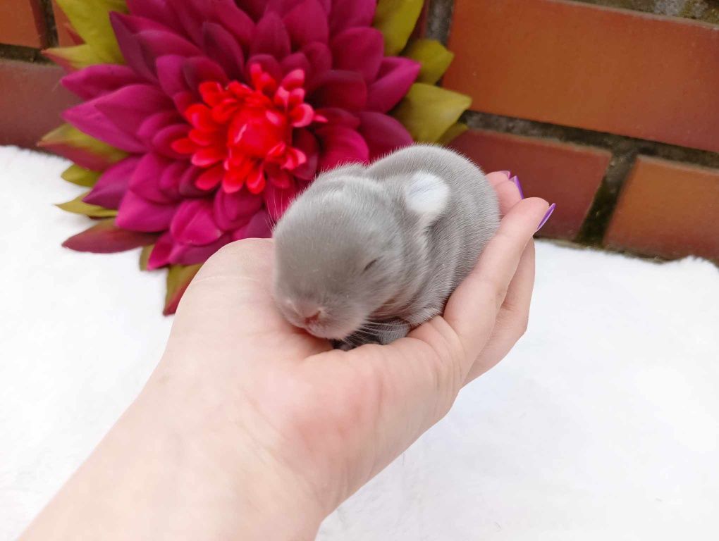 Mini lop, królik miaturka, króliczek baranek, karzełek