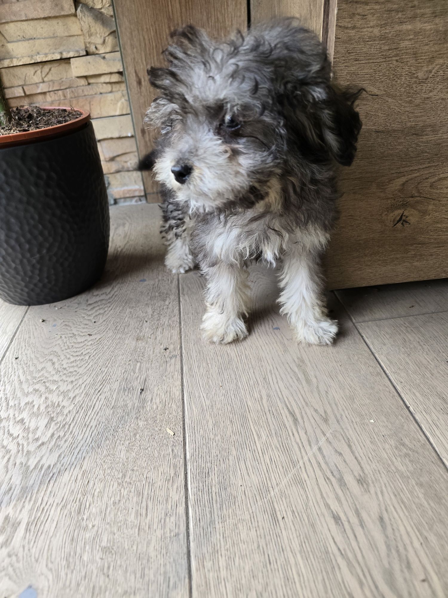 Maltipoo piesek 10tyg