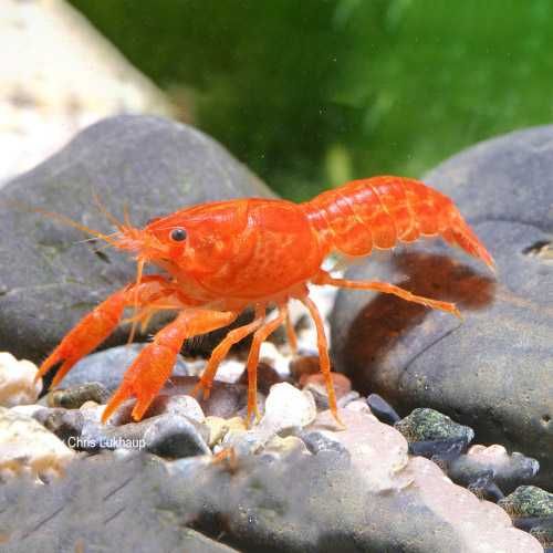 GB Rak, Raczek Pomarańczowy - dowóz ryb!