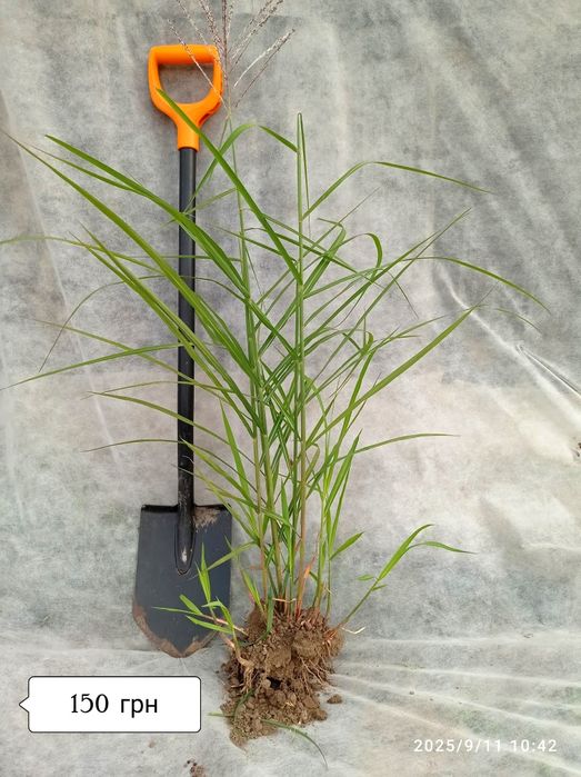 Міскантус Пурпуресценс (miscanthus Purpurencens)