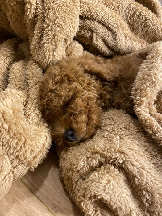 Мальтипу ред браун китай