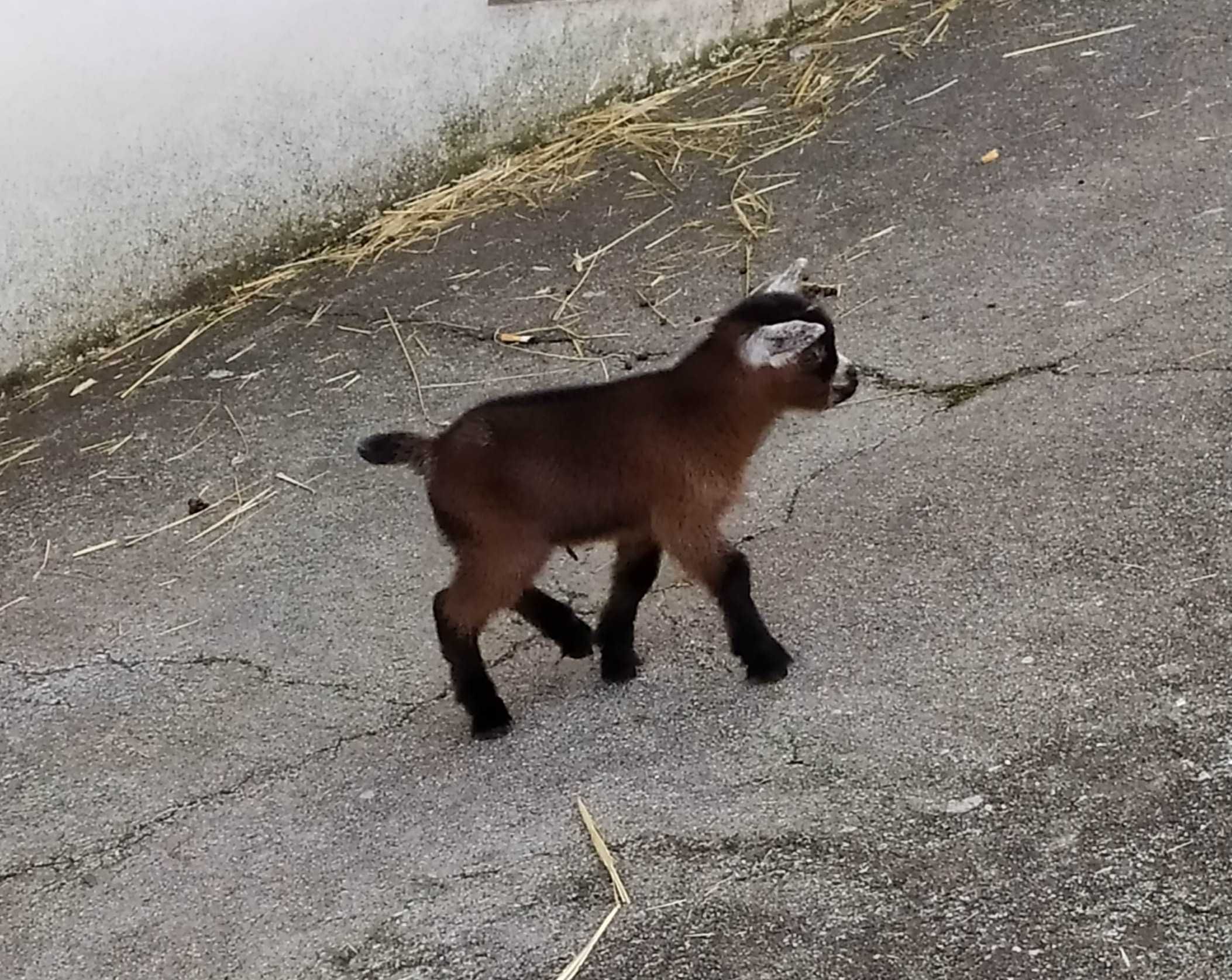 Cabritos e Cabras anãs