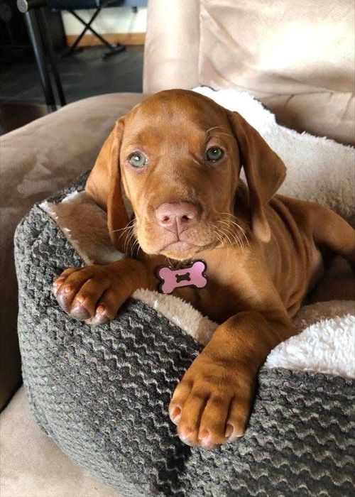 Угорська вижла! Розкішні чистокровні солоденькі цуценята вижла