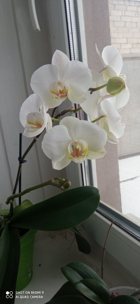 Красотки орхідеї