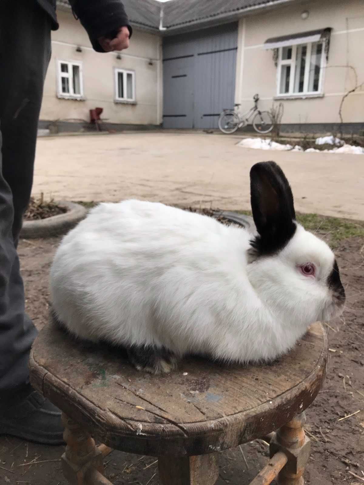 Продам Кроликів Європейської крові