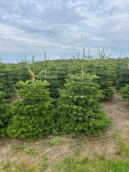 Piękne Jodły kaukaskie Sprzedaż OKAZJA 150-400cm Dostawa