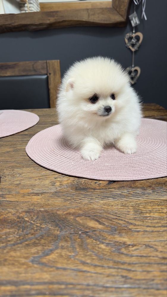 Pomeranian 1 samiec