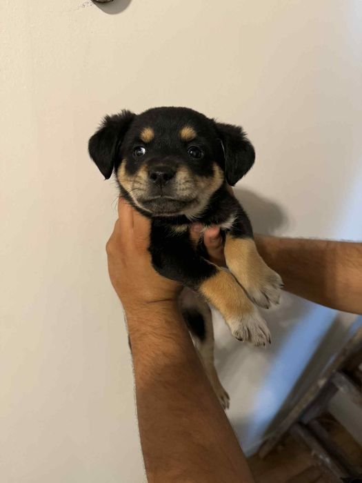 szczeniaki 8 tygodniowe