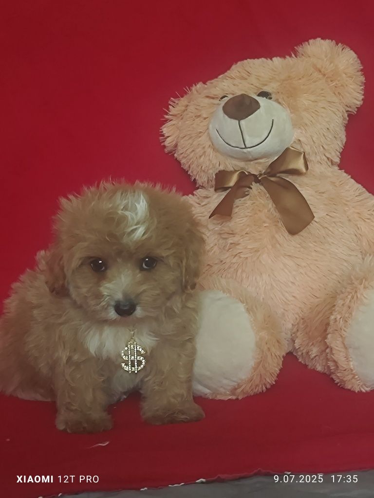 Maltipoo Urocze Szczenię F1