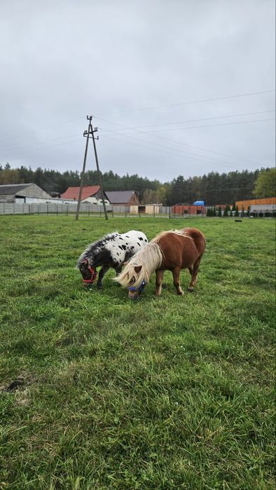 Klacz mini źrebna miniaturka kucyk