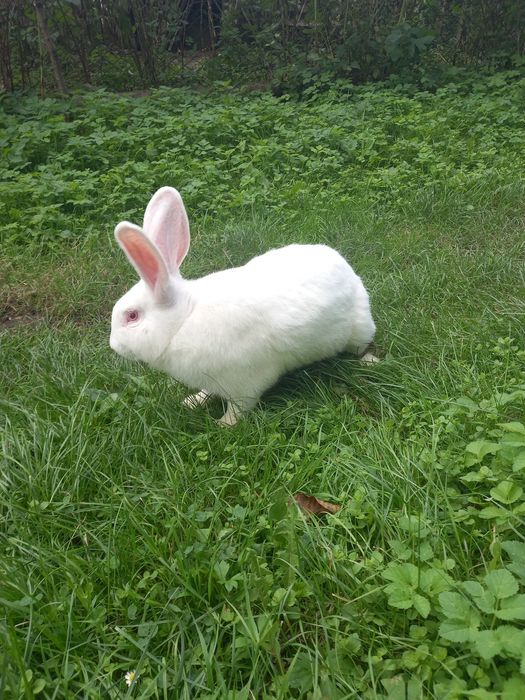 Кролики , кріль, кролі, чистокровні