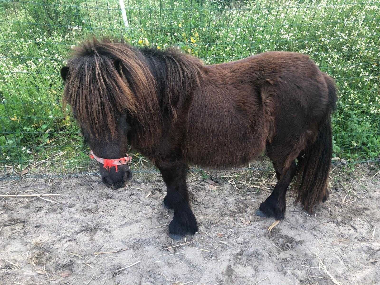 uma pônei fêmea Shetland  para venda