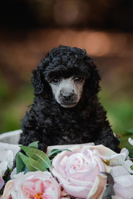 Przepiękna piesek  pudel toy / mini srebrny