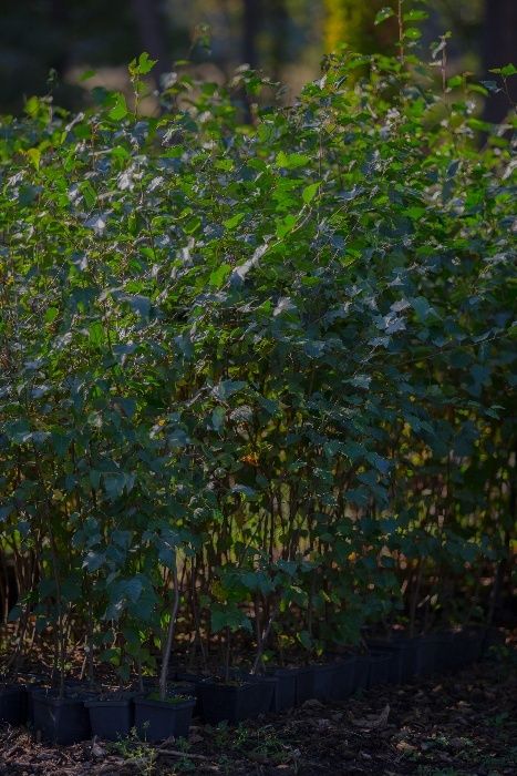 Brzoza brodawkowata (Betula Pendula) wysokość 100- 140 cm, z gruntu
