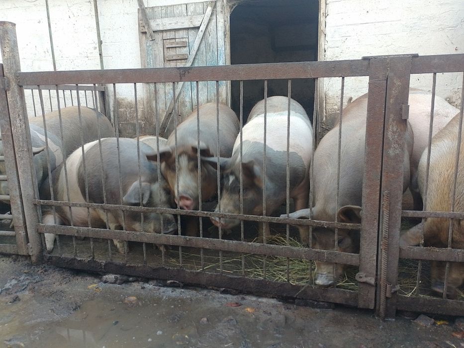 Продам свиней живою вагою