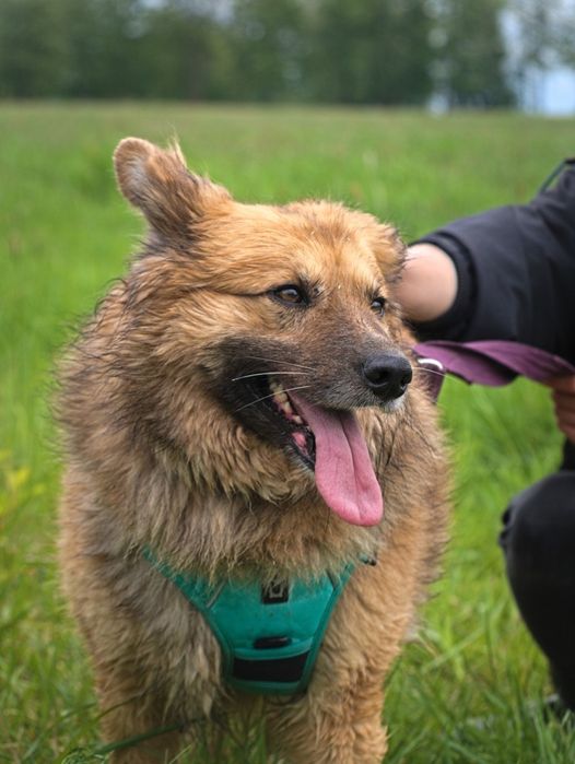 Puchaty beżowy pies w typie samoyeda i eurasiera szuka domku
