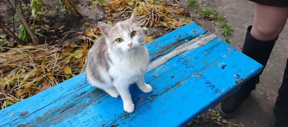 Віддам в добрі руки кішечку.