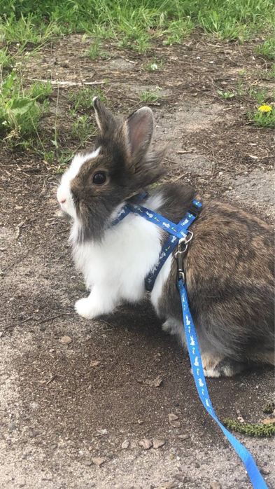 Продаю декоративного кролика