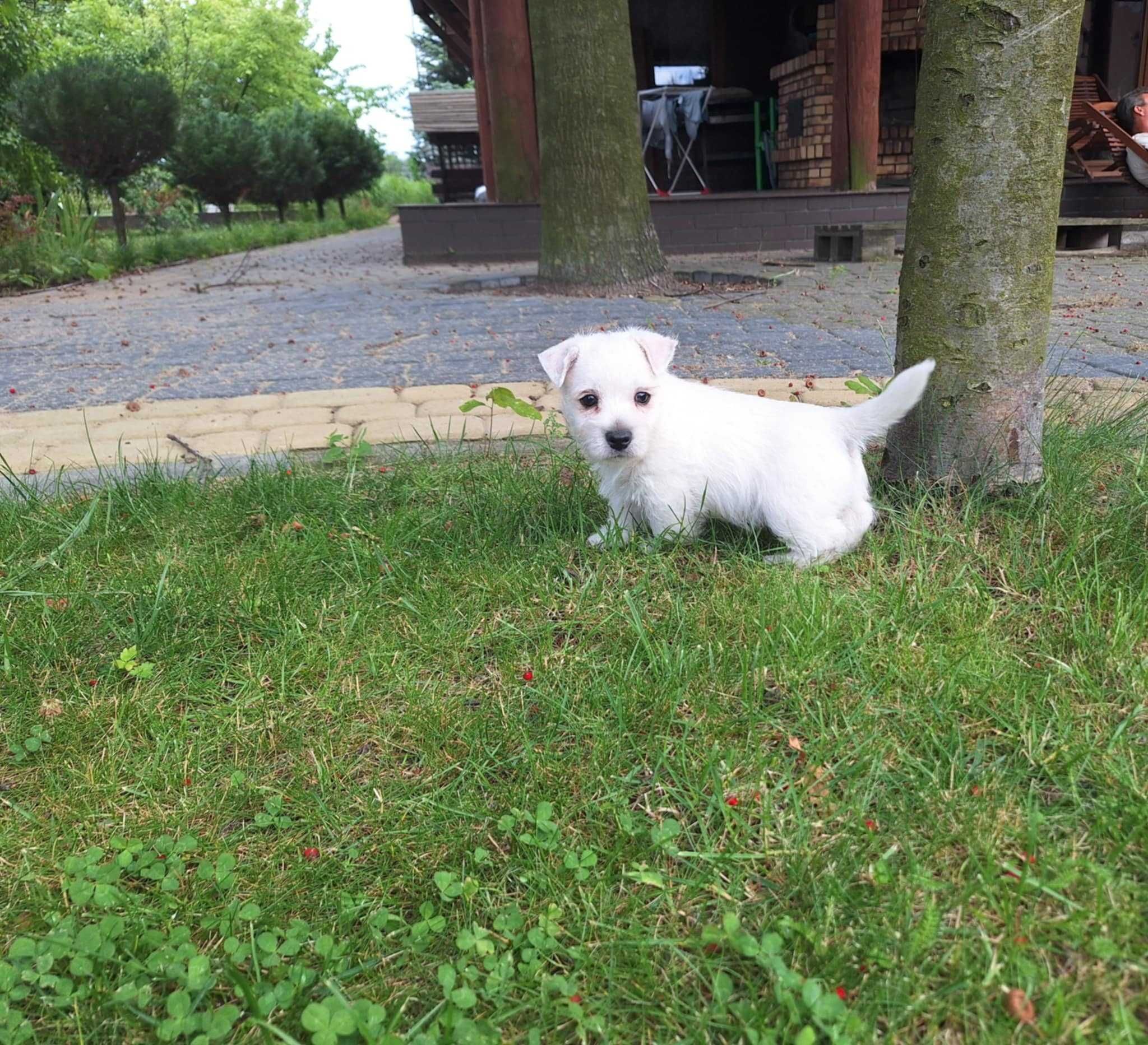 Piesek west highland white terrier