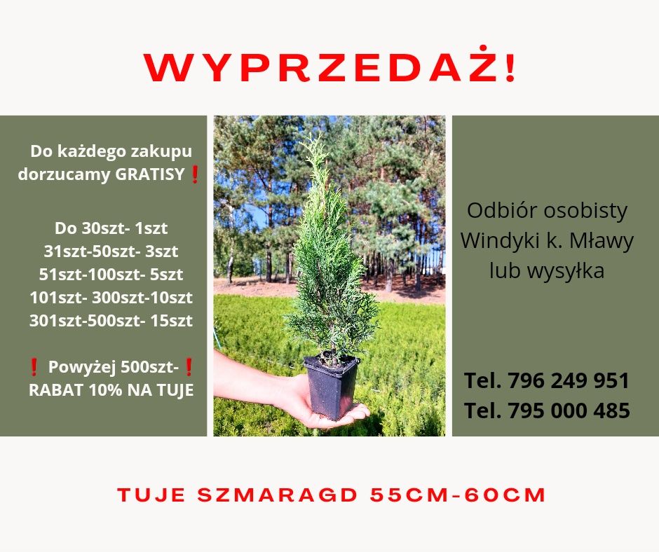 Tuje szmaragd 60cm WYPRZEDAŻ gratis