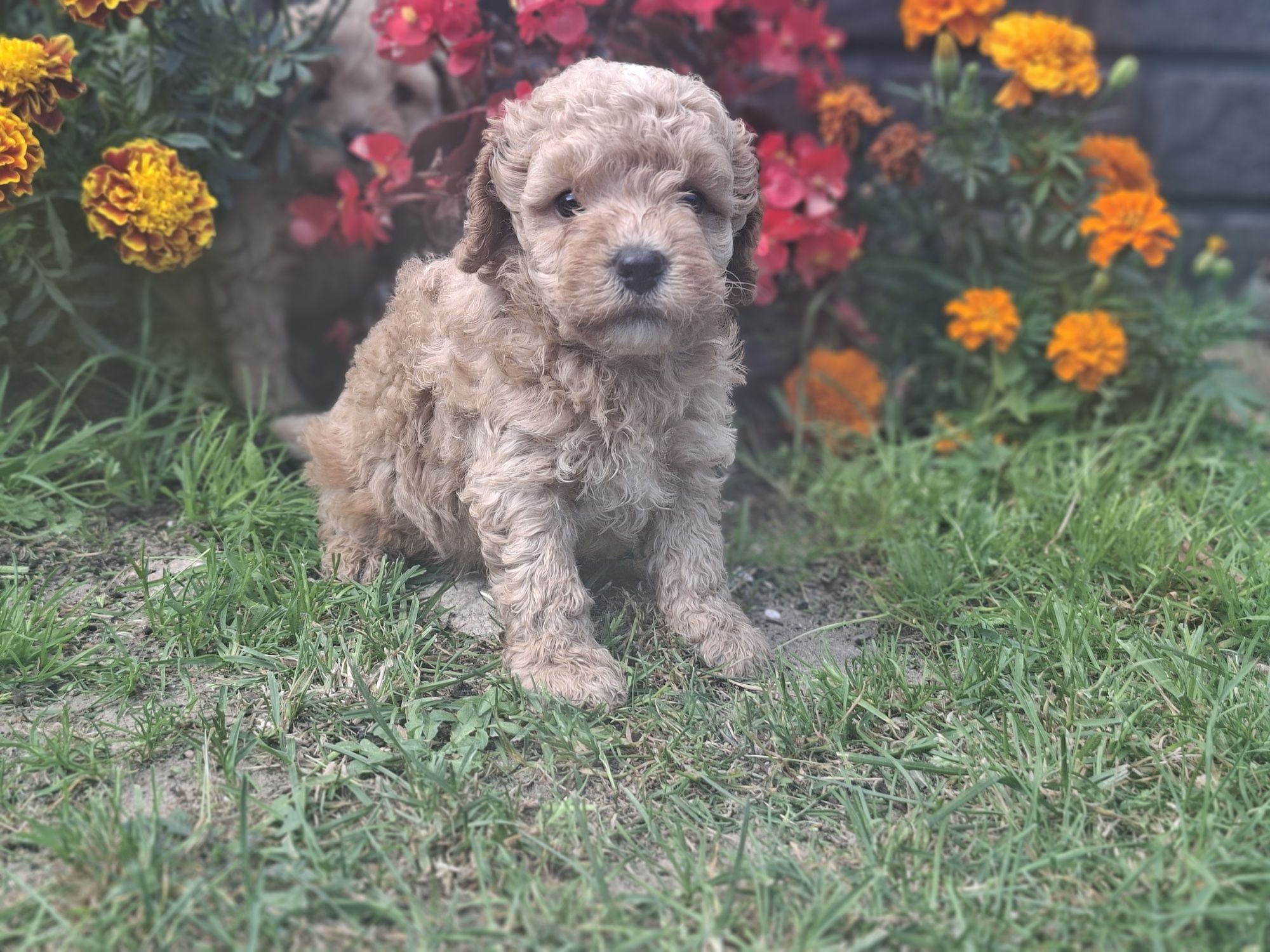 Piesek  cavapoo  z metryką