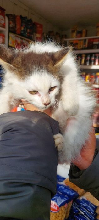 Кошеня у добрі руки