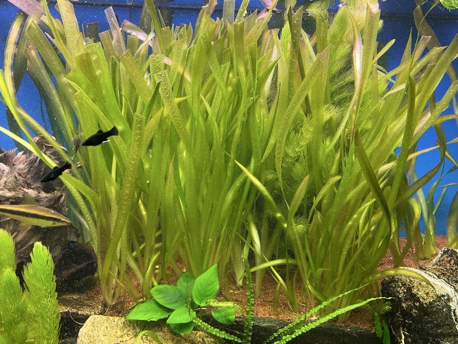 Rośliny do akwarium
