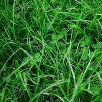 Mieszanka traw koniczyna, tymotka, życica, kostrzewa nasiona paszowe